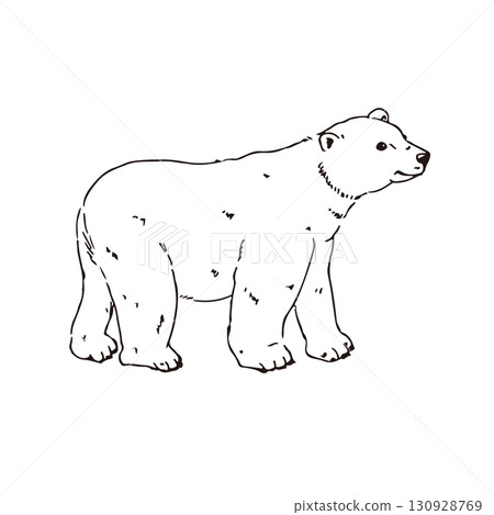 Hand-drawn polar bear illustration (line drawing) Hand-drawn polar bear illustration (line drawing) 130928769