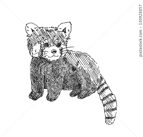Realistic hand-drawn illustration of a red panda (line drawing) Realistic hand-drawn illustration of a red panda (line drawing) 130928857
