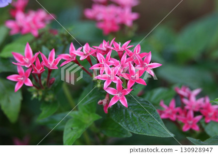 Pentas swaying in the wind 130928947