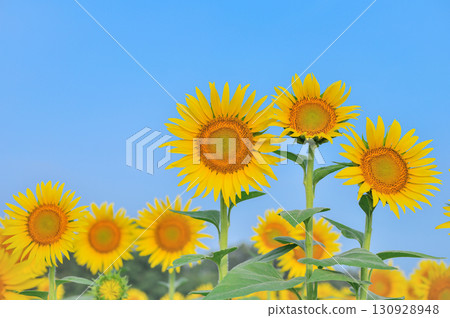 Sunflower fields in Kamisuwacho, Tochigi Prefecture 130928948