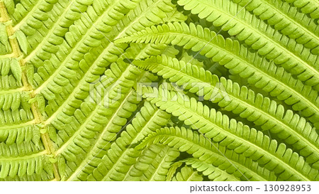 Nature Background With Closeup Of Vibrant Green Fern Leaves In Botanical Scene. Concept of Natural Backgrounds, Organic Patterns, Lush Foliage, Eco-Friendly Design, And Sustainable Visual Content Nature Background With Closeup Of Vibrant Green Fern Leaves In Botanical Scene. Concept of Natural Backgrounds, Organic Patterns, Lush Foliage, Eco-Friendly Design, And Sustainable Visual Content 130928953