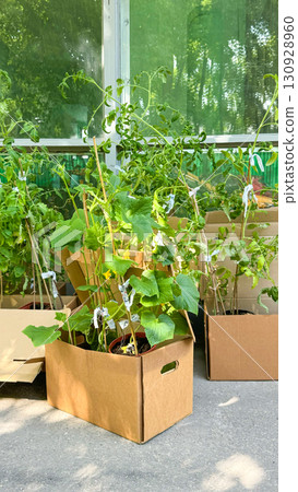 Tomato Seedlings In Cardboard Boxes Near Apartment Entrance. Concept Of Urban Gardening, Eco-friendly Growing, DIY Gardening, And Sustainable Living In City Environments 130928960