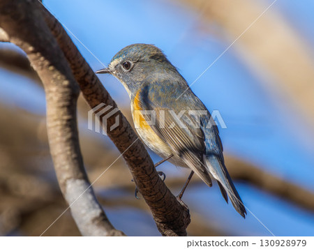 Ruribitaki在樹枝上捕捉 Ruribitaki在樹枝上捕捉 130928979