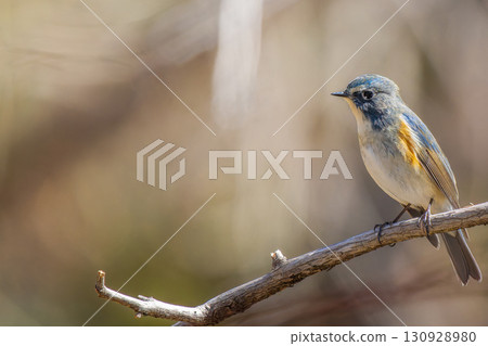 紅鶇捕蠅器棲息在樹枝上,複製空間 紅鶇捕蠅器棲息在樹枝上,複製空間 130928980