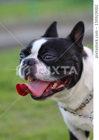 波士頓梗犬 Mighty 可愛地看著跑道 130929002