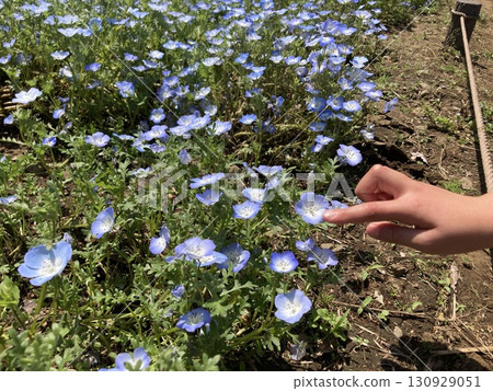 Nemophila on a sunny day Nemophila on a sunny day 130929051