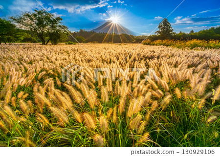 Mt.Fuji and Nekojarashi (Chikaraashiba)，秋天的鑽石富士，朝霧高原 130929106