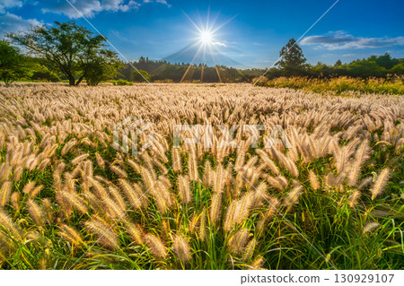 Mt.Fuji and Nekojarashi (Chikaraashiba)，秋天的鑽石富士，朝霧高原 130929107