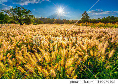 Mt.Fuji and Nekojarashi (Chikaraashiba),秋天的鑽石富士,朝霧高原 Mt.Fuji and Nekojarashi (Chikaraashiba),秋天的鑽石富士,朝霧高原 130929108