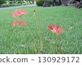 The scenery with red spider lilies is the former Shiba Rikyu Gardens 130929172