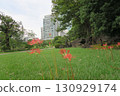 The cluster amaryllis flowers have begun to bloom at the Kyu-Shiba Rikyu Gardens 130929174