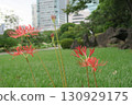 A cluster amaryllis along the river 130929175