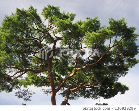 白老仙台藩陣屋遺址的“最後一棵赤松” 130929299