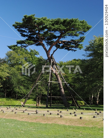 白老仙台藩陣屋遺址的“最後一棵赤松” 130929484