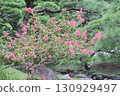 Crape myrtle tree with red berries 130929497