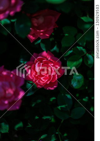 深紅色的玫瑰在初夏的花園裡盛開 130929583