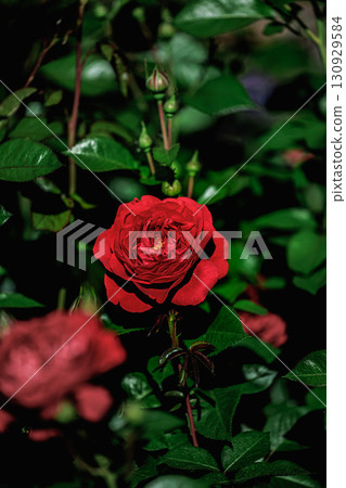 深紅色的玫瑰，色澤濃鬱 130929584