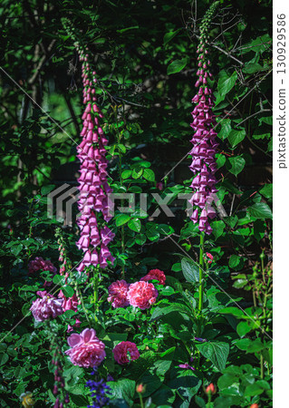 毛地黃和玫瑰裝飾著初夏的花園 130929586