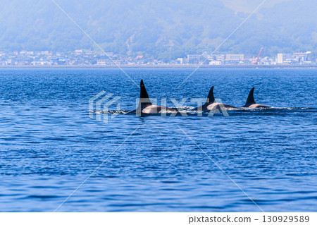 知床羅臼海岸的虎鯨 130929589
