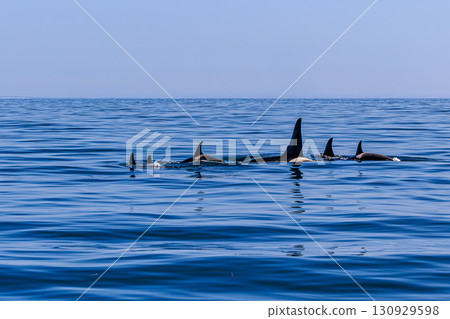 A group of killer whales swimming in the sea of Rausu 130929598
