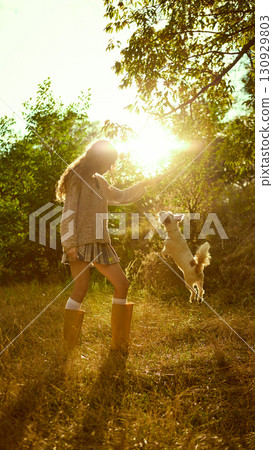 Woman playing with jumping dog in golden sunset light outdoors 130929803