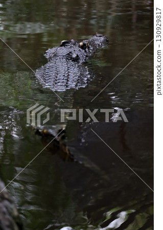Close up crocodile is show head in river Close up crocodile is show head in river 130929817