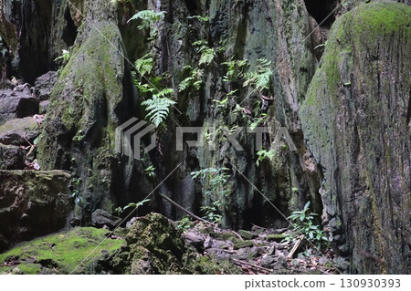 Rock wall with moss and ferns A rocky surface covered with lush green moss and small fern plants, showcasing a natural forest landscape. Rock wall with moss and ferns A rocky surface covered with lush green moss and small fern plants, showcasing a natural forest landscape. 130930393
