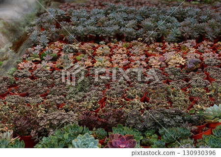 Succulent nursery top view A top-down view of a nursery with densely packed potted succulents in various shapes and colors. 130930396