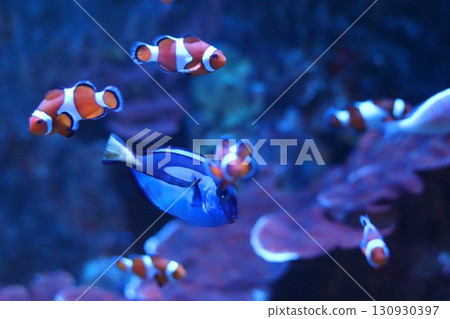 Clownfish and blue tang in aquarium Colorful clownfish swimming with a blue tang fish in a brightly lit aquarium with coral background. 130930397
