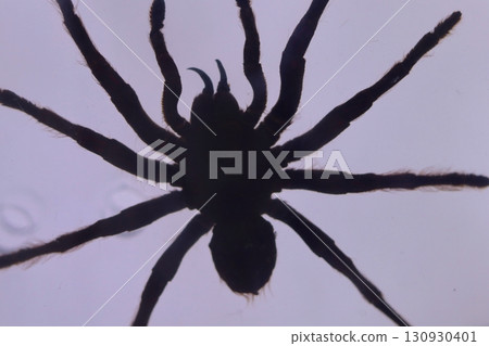 A tarantula spider viewed from below, creating a dramatic contrast against a light background. A tarantula spider viewed from below, creating a dramatic contrast against a light background. 130930401
