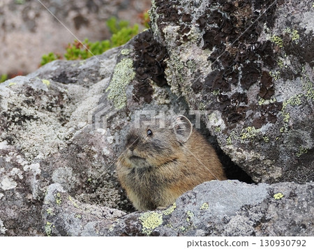 Pika living in the scree 130930792