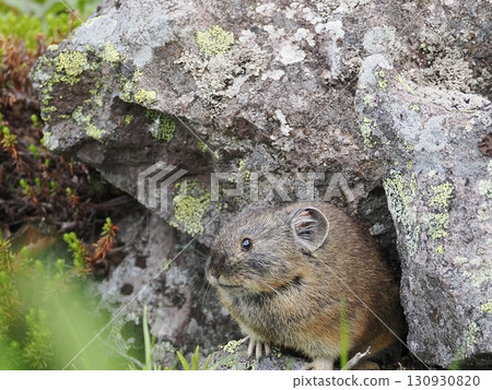 Pika living in the scree Pika living in the scree 130930820