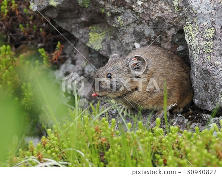 Pika living in the scree 130930822