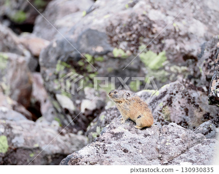 鼠兔生活在碎石中 130930835
