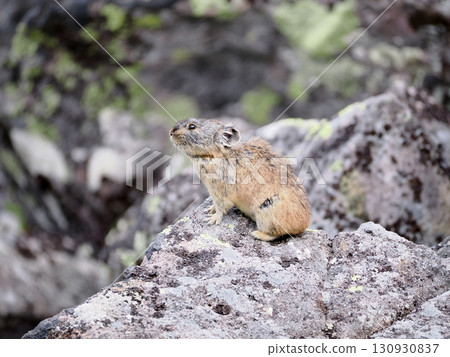 Pika living in the scree Pika living in the scree 130930837