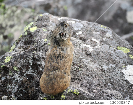 Pika living in the scree Pika living in the scree 130930847