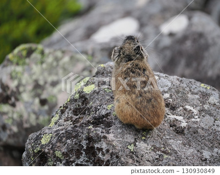Pika living in the scree Pika living in the scree 130930849