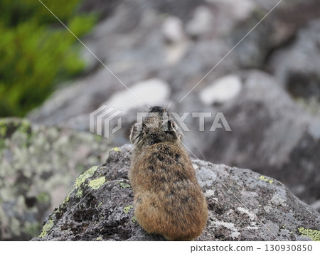 Pika living in the scree Pika living in the scree 130930850