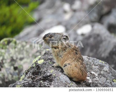 Pika living in the scree Pika living in the scree 130930851