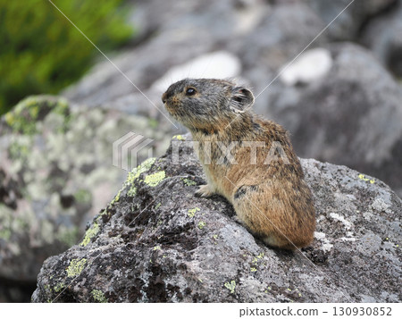 Pika living in the scree Pika living in the scree 130930852