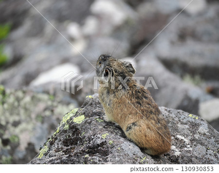 Pika living in the scree Pika living in the scree 130930853