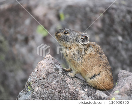 Pika living in the scree Pika living in the scree 130930890
