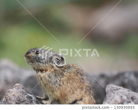 鼠兔生活在碎石中 鼠兔生活在碎石中 130930893