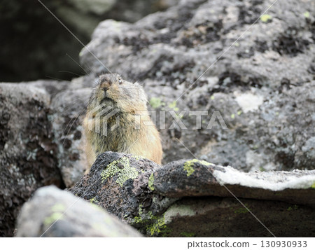 Pika living in the scree Pika living in the scree 130930933