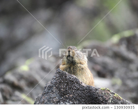 Pika living in the scree Pika living in the scree 130930935