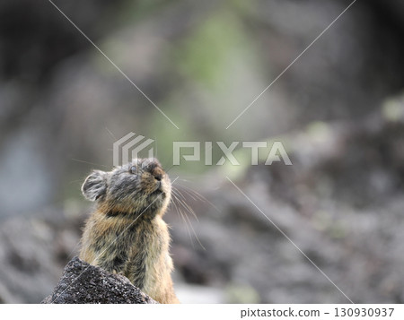 Pika living in the scree 130930937