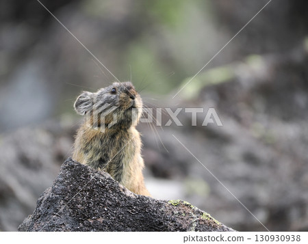 Pika living in the scree Pika living in the scree 130930938