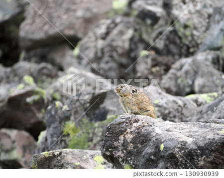Pika living in the scree Pika living in the scree 130930939