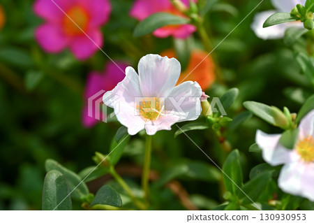 Portulaca 130930953