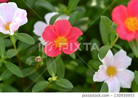 Portulaca Portulaca 130930955